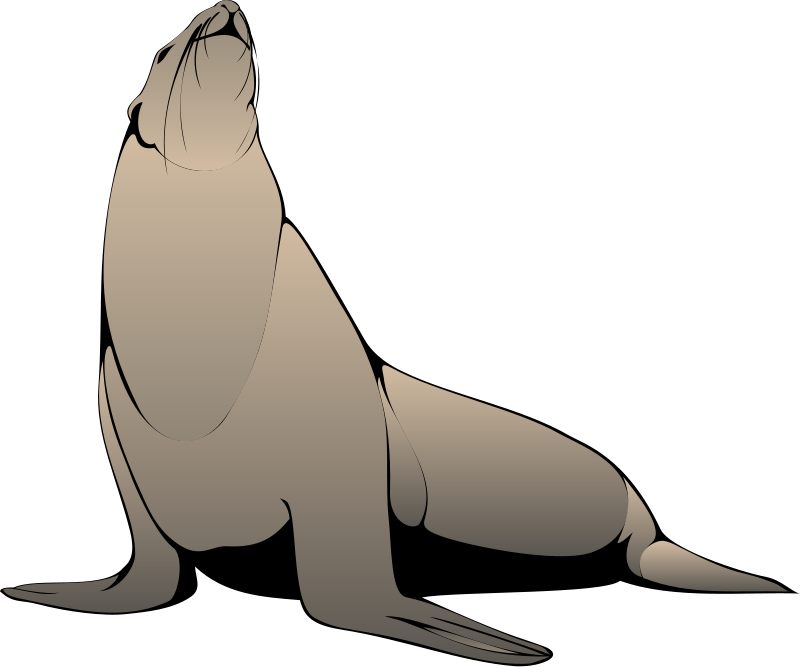 Seal Looking Up Clip Art - Sealion Clipart (800x667)