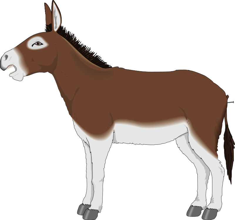 Donkey Clipart (800x748)