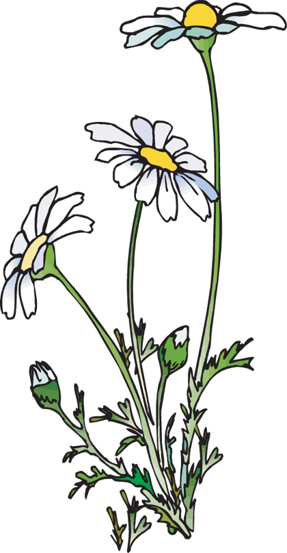 Clip Art Of A Group Of Daisies - Clip Art Of Daisies (420x807)