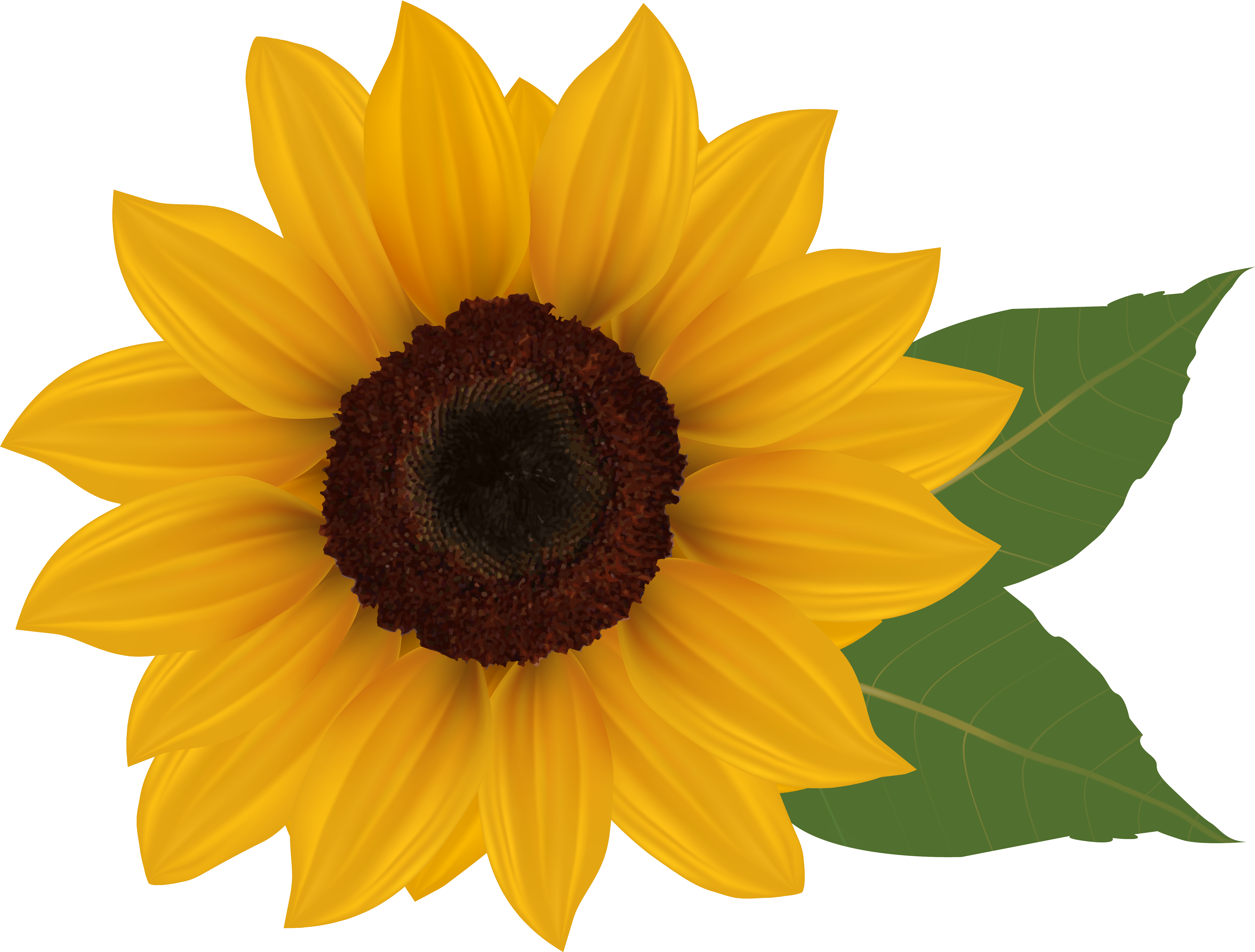 Free Clip Art Sunflowers Dromgai - Sunflowers On Transparent Background (6078x4682)