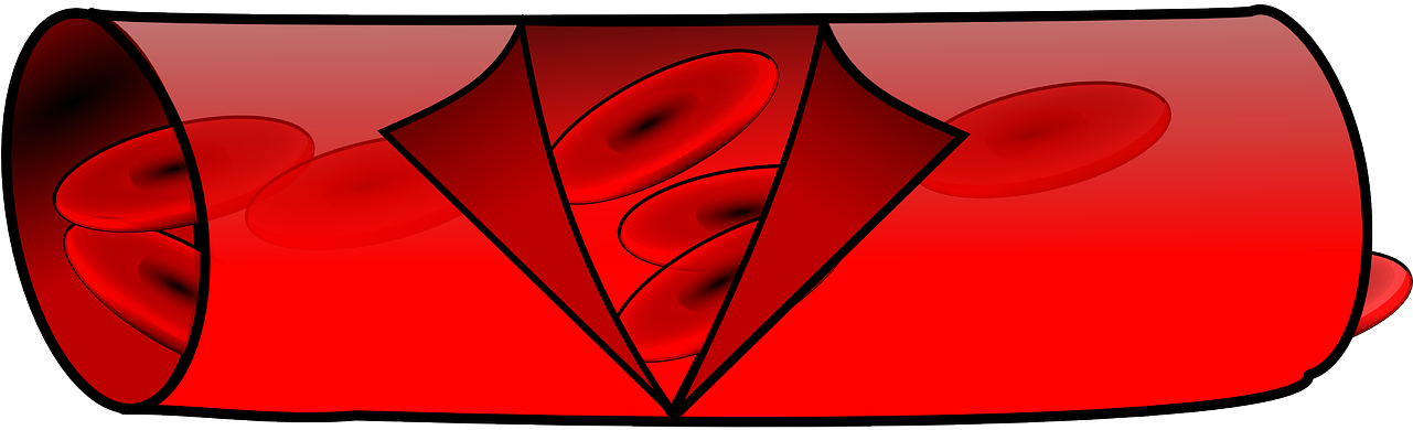 Anatomy Blood Vessel Red Blood Vessel Biol - Happens When A Clot Occurs (1280x640)