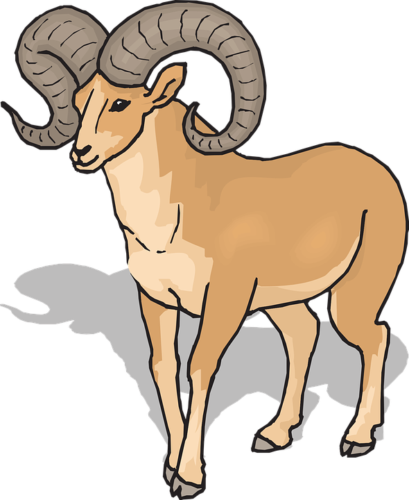 View Shadow Sheep Front Horns Animal Bighorn - Ram Clipart (590x720)