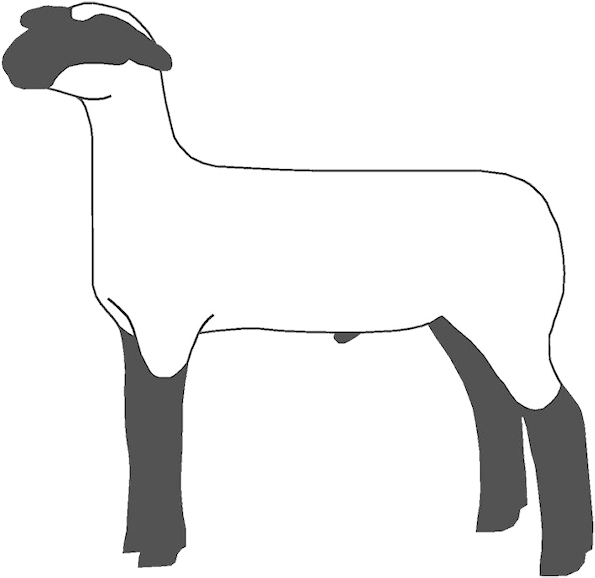If You Found This Page By Searching For Show Lamb Clip - Llama (620x600)