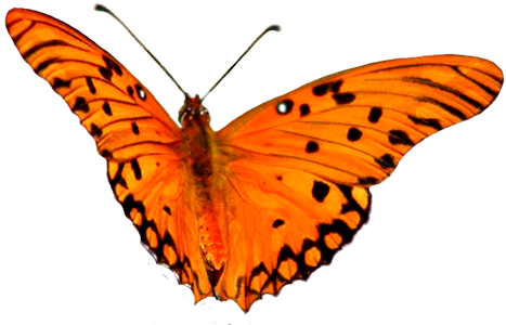 Flying Pink Bird Picture, Clip Art Orange Butterfly - Orange Butterfly Clipart Png (472x308)
