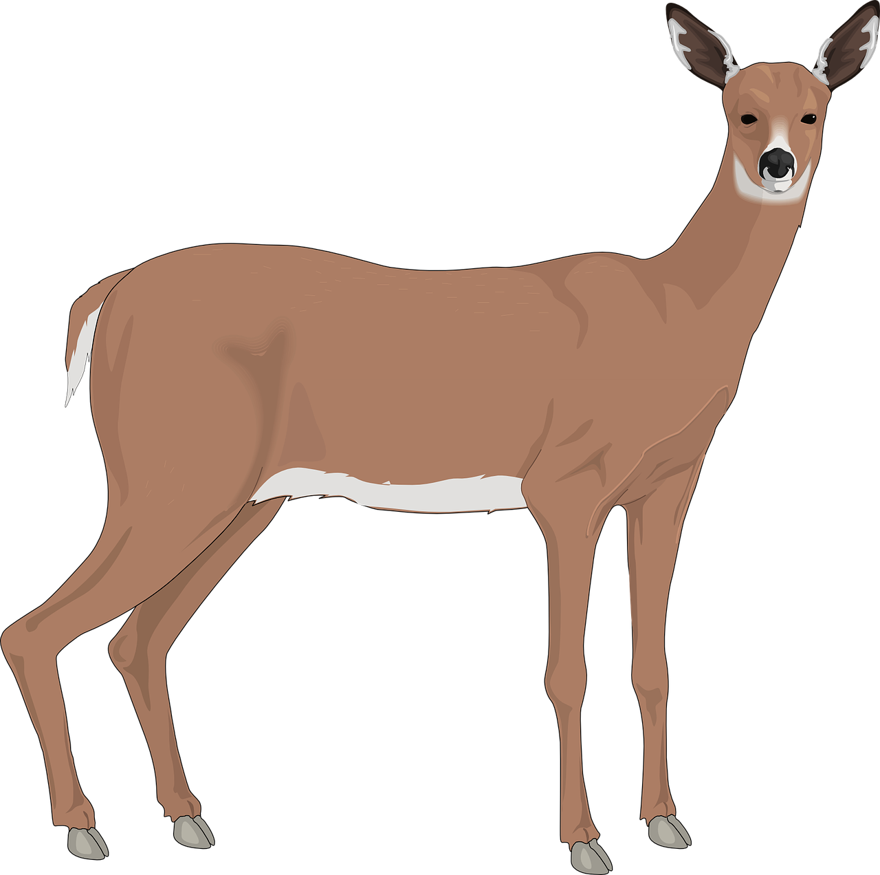 Doe Deer Clip Art (1280x1272)