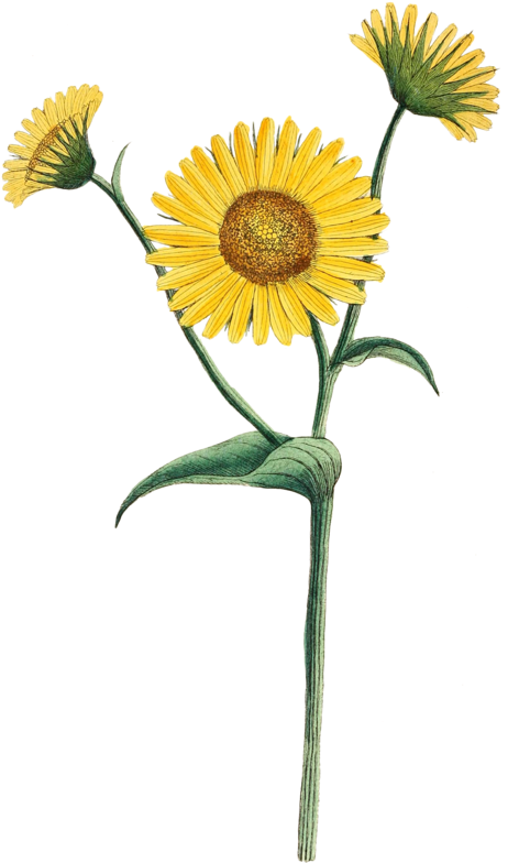 The Botanical Magazine, Or, Flower-garden Displayed - The Botanical Magazine, Or, Flower-garden Displayed (485x800)