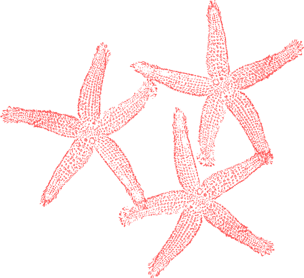 Coral - Coral Starfish Clipart (600x549)