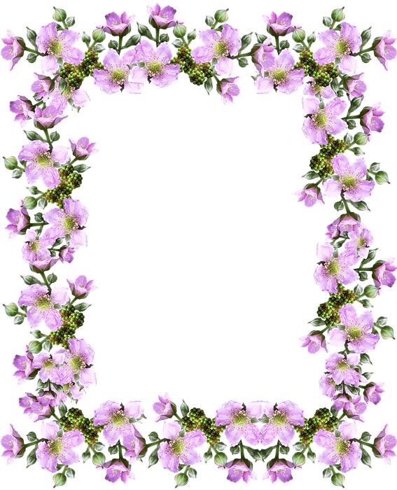 Frame, Border, Pink, Blackberry, Blossom - Rose (566x720)
