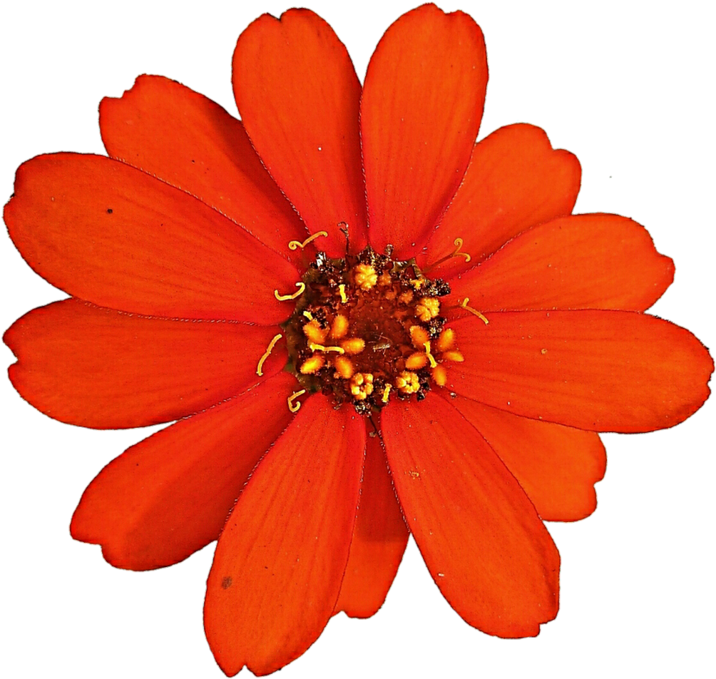 Zinnia Elegans Color Clip Art - Zinnia Elegans Color Clip Art (1024x966)