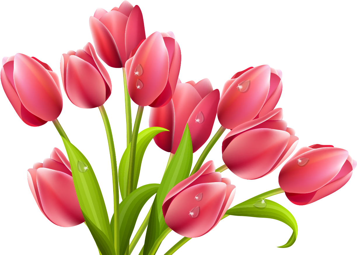 3 - Tulips Clipart Png (550x388)
