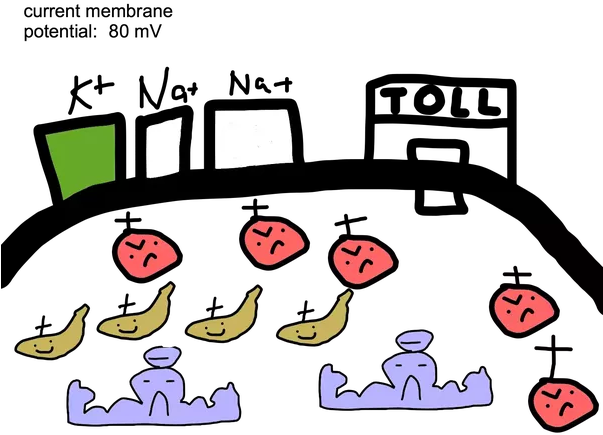 Now, Since The Inside Of The Membrane Contains A Positive - Now, Since The Inside Of The Membrane Contains A Positive (602x452)