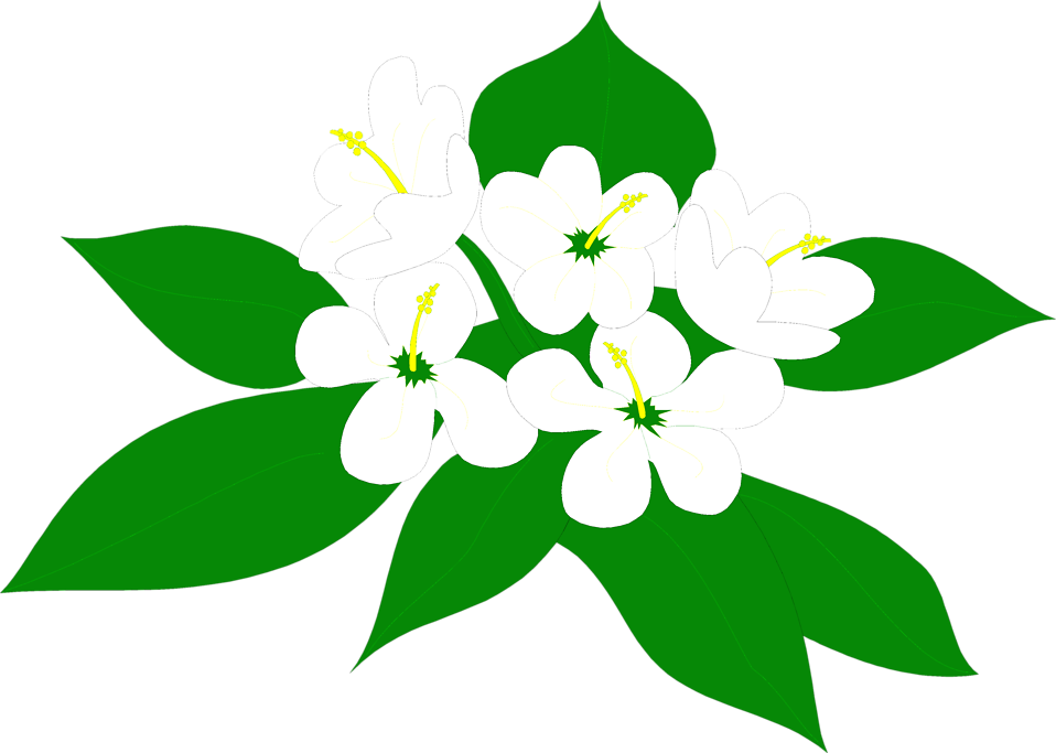 Flower Illustration Png - Sampaguita Clipart (958x683)