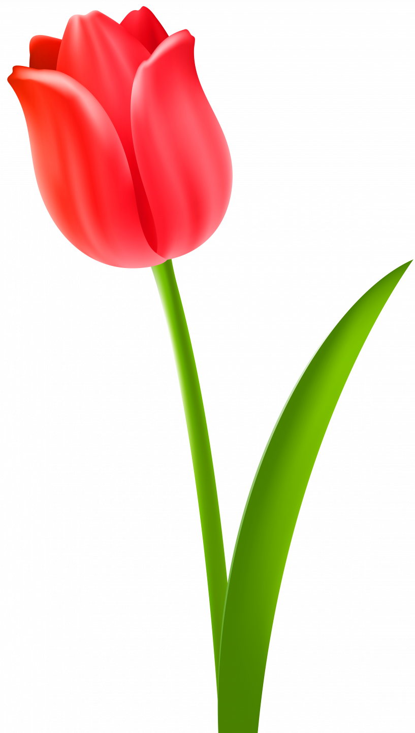 Tulip Clipart (817x1444)