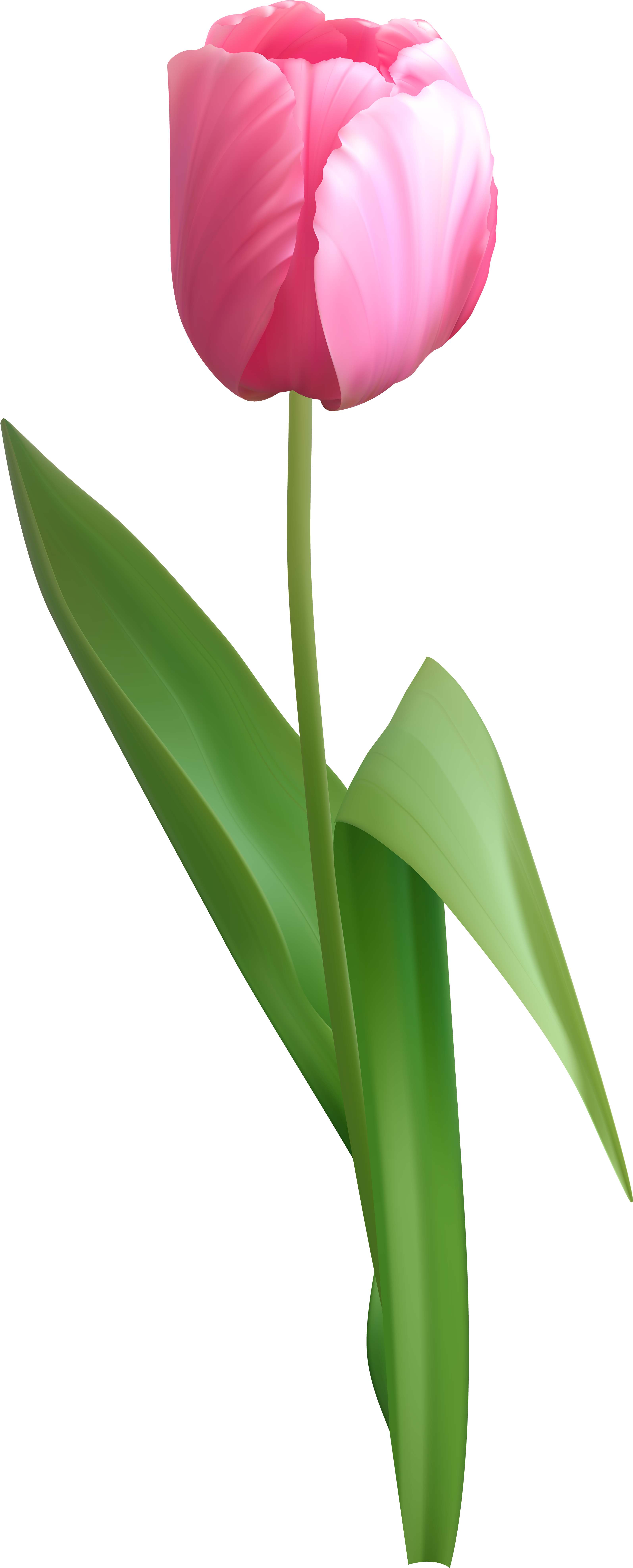 Tulip Clipart Pink Tulip - Pink Tulip Png (3351x8000)