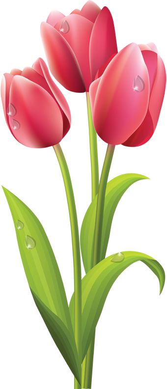 Web Design Clip Art Spring And Pink Tulips - Tulips Flower Png (340x792)