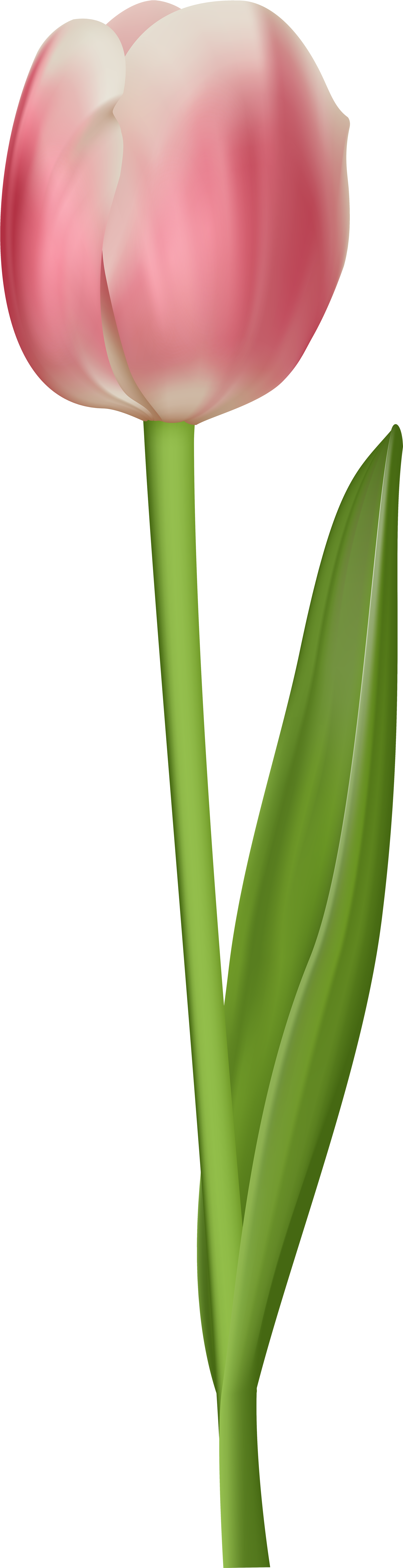Tulip Clipart Transparent - Tulip Transparent (2184x8000)