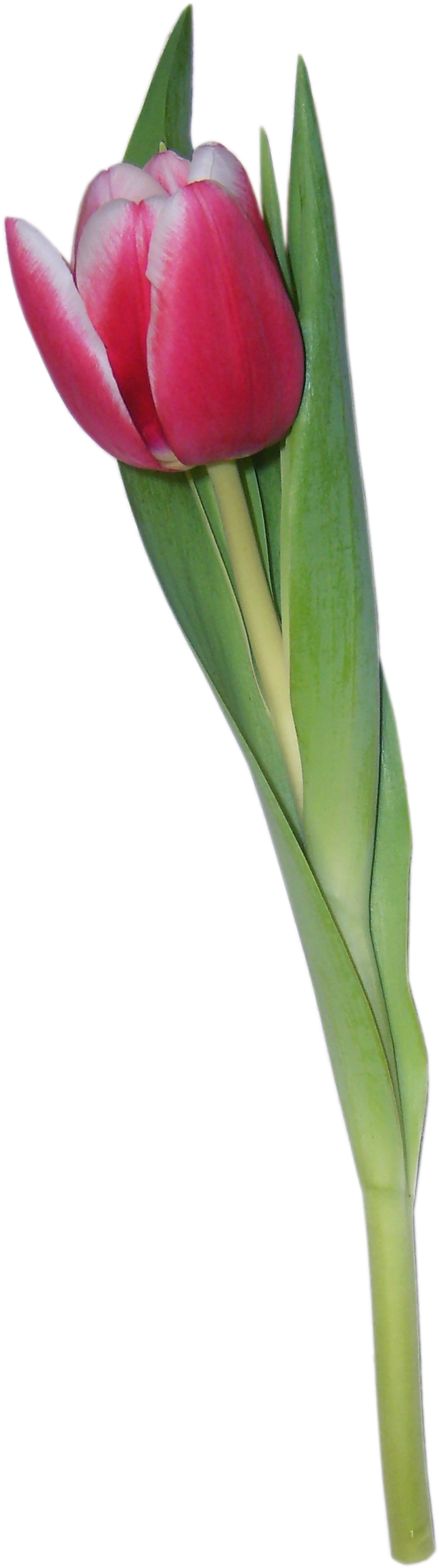 Tulipanes Png (816x2422)