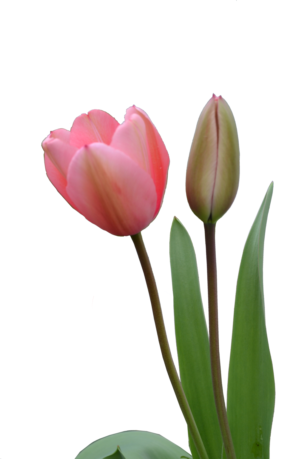 Pictures Of Specie Tulip Turkestanica Flower Bud Duo - 郁金香 素材 (1024x1536)
