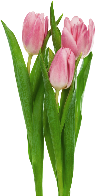 Pink Transparent Tulips Flowers Clipart - Tulip Flower Transparent Background (407x788)