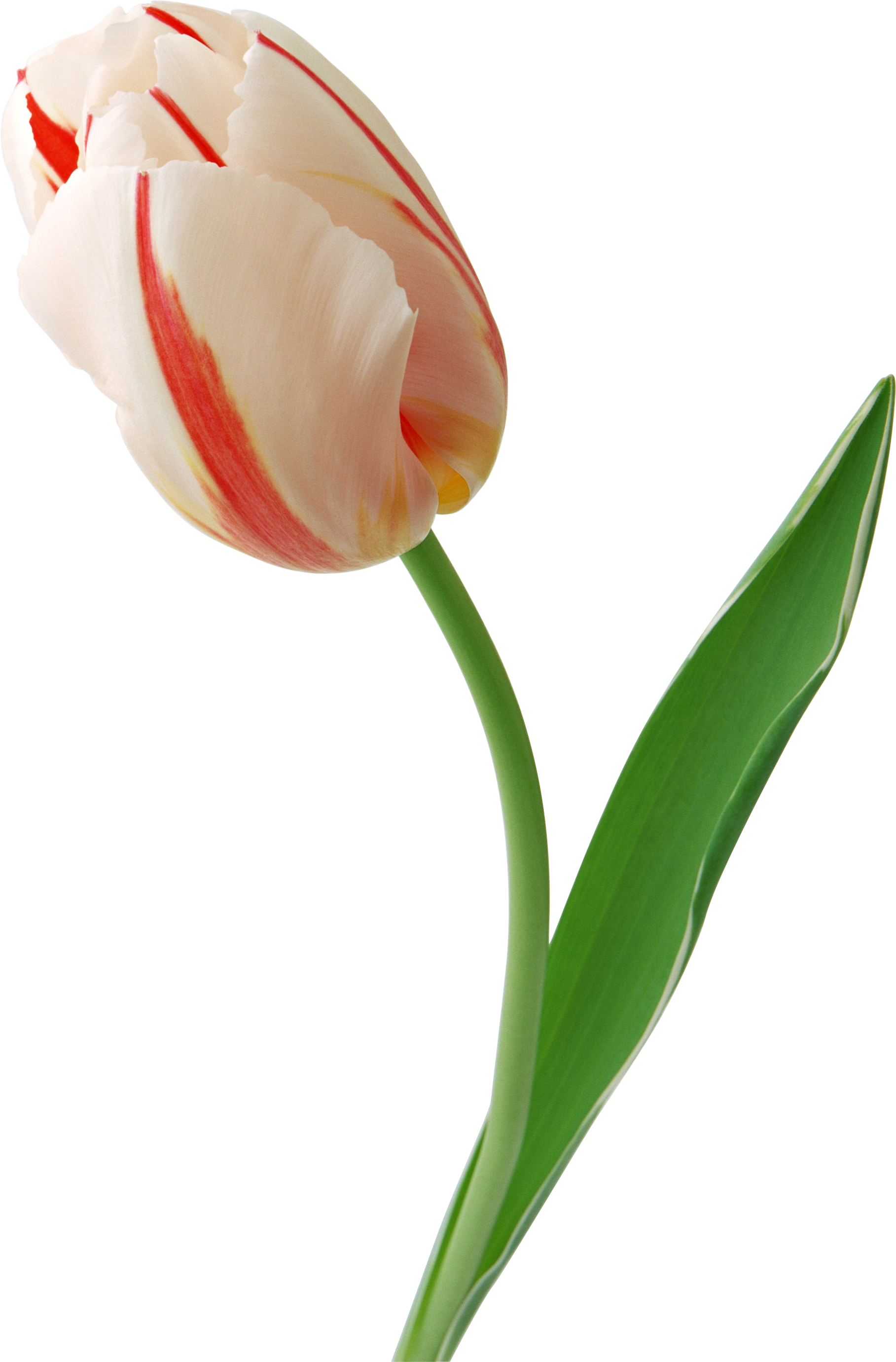 Tulip Face Png Image - You (1817x2761)