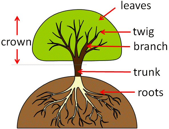 Part Of The Tree That Grows Underground - Parts Of A Tree (592x460)