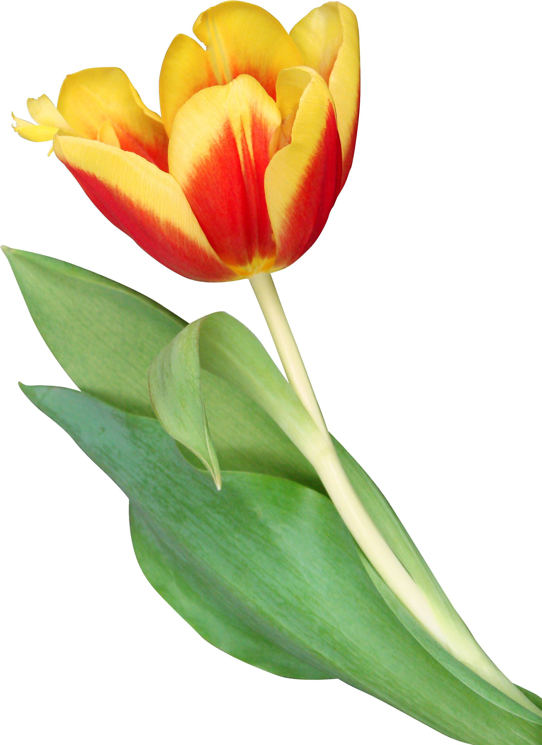 Tulip (2241x3025)