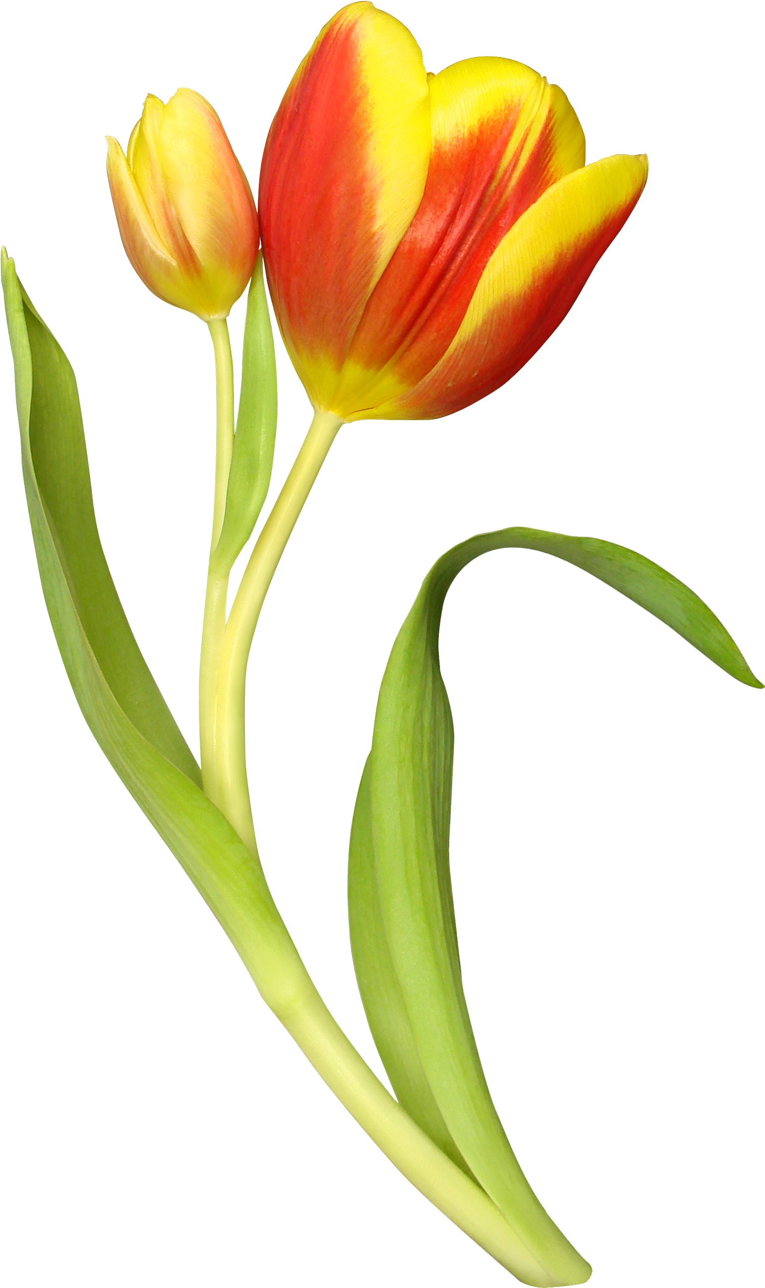 Tulips In Morning Light Tote Bag (1764x2685)