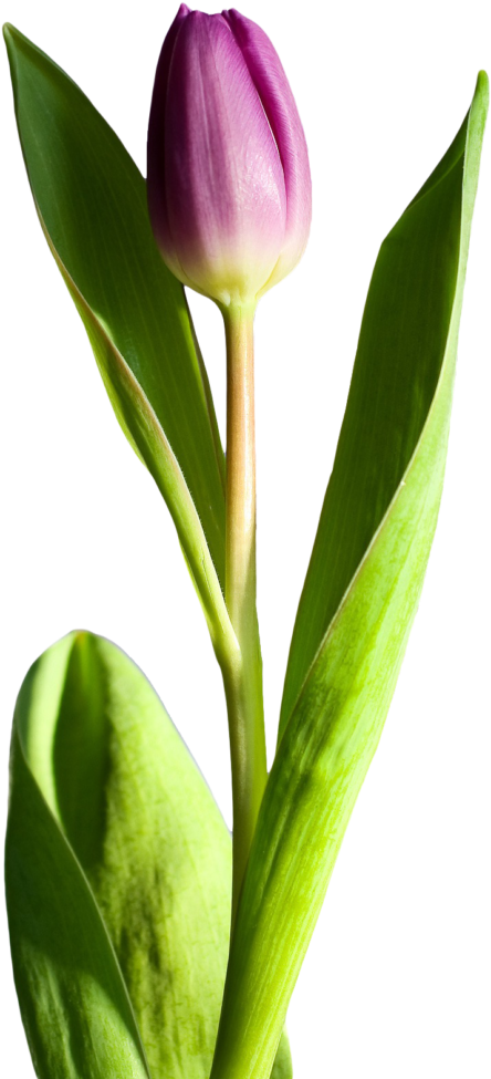 Free Tulip Flower Png Transparent Image - Tulip Flower Png (604x1024)