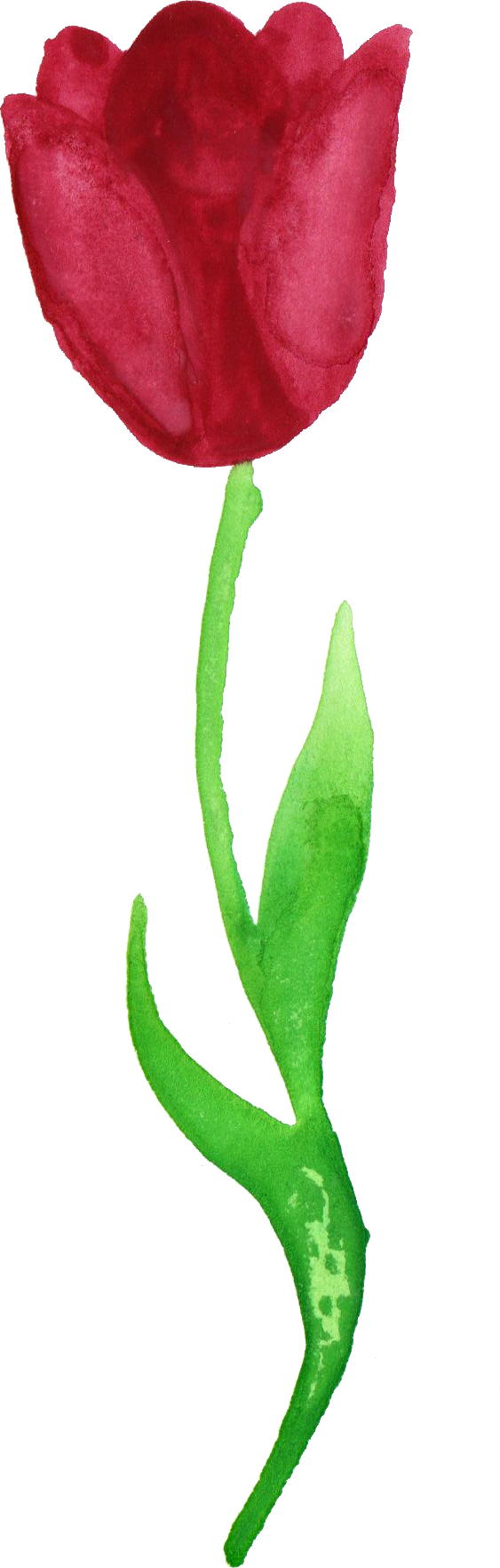 Free Download - Tulip Transparent (563x1764)