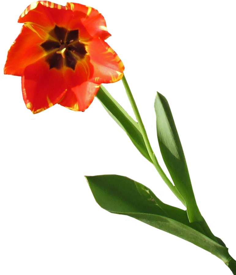 Tulip Clear-cut By Thestockwarehouse - Tulip (800x952)