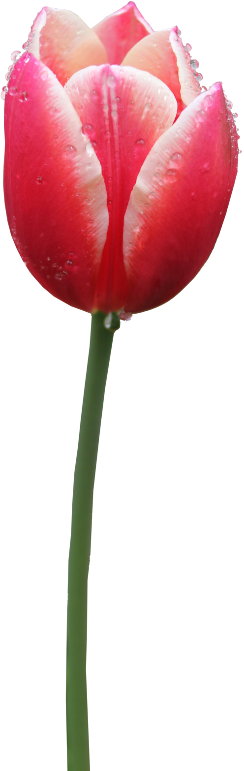 Tulip Png 02 By Thy Darkest Hour - Tulip Png (504x1584)
