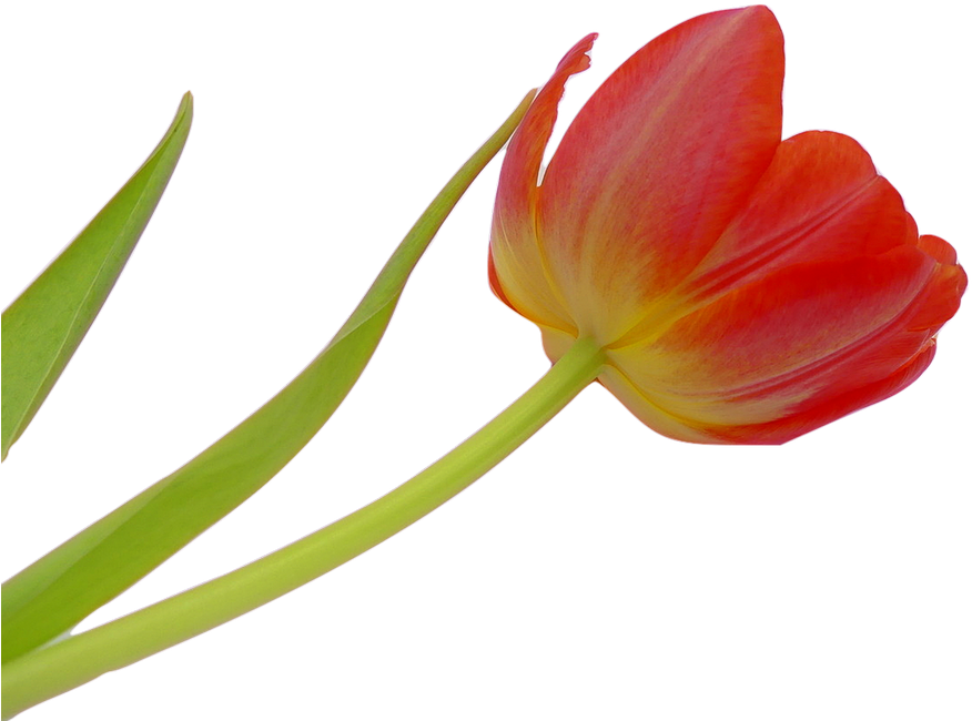 Tulip, Blossom, Bloom, Flower, Spring, Plant, Nature - Flower (960x678)