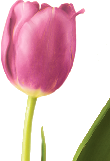 Tulip - Tulip Flower (400x350)
