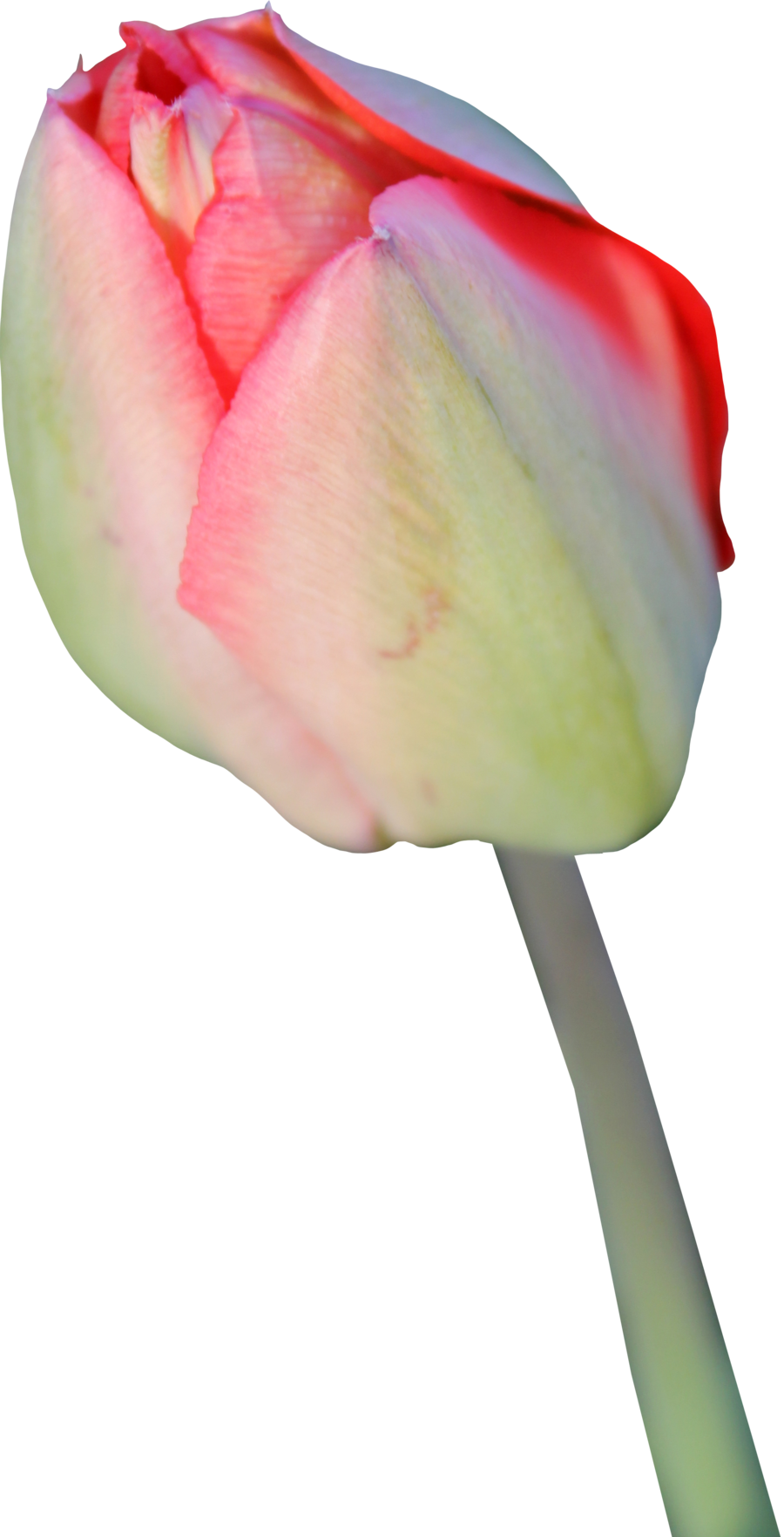 Tulip Transparent Background - Tulip Transparent Background (900x1763)