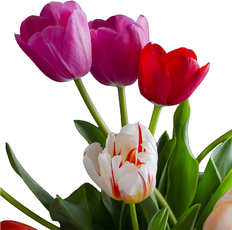 Tulip (750x752)