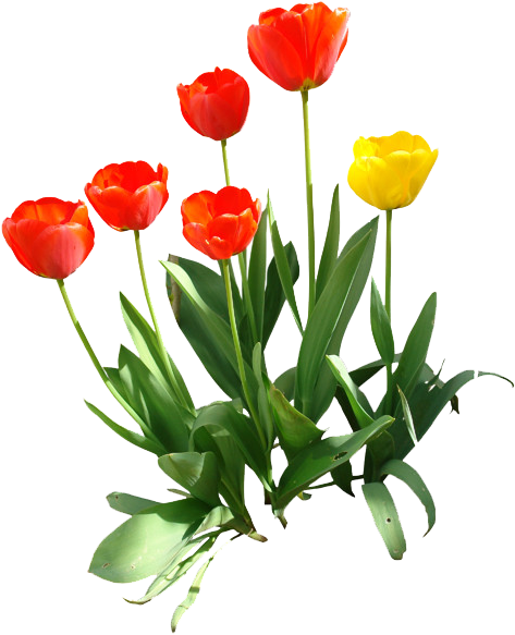 Tulip Png Transparent Image - Tulips Cut Out Photoshop (486x600)