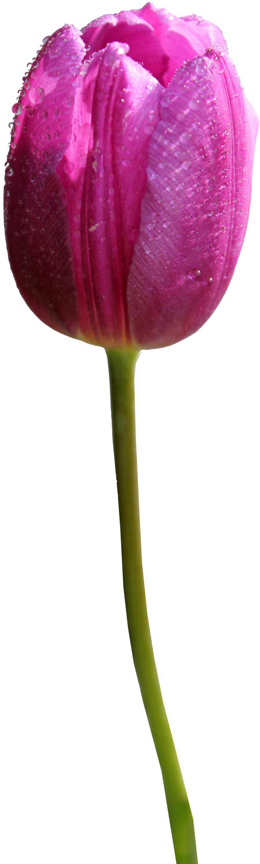 Tulip Png Hd - Tulip Flower Transparent (900x2991)