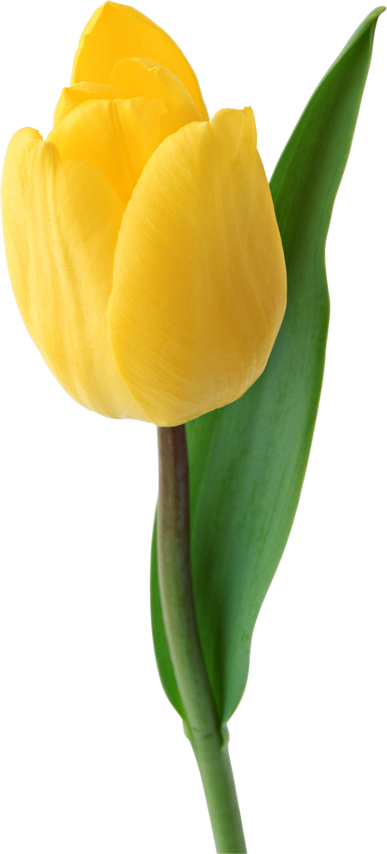 Yellow Tulip Png (1243x2742)