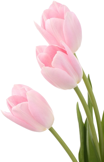Transparent Tulips - Pink Tulip On White (370x555)