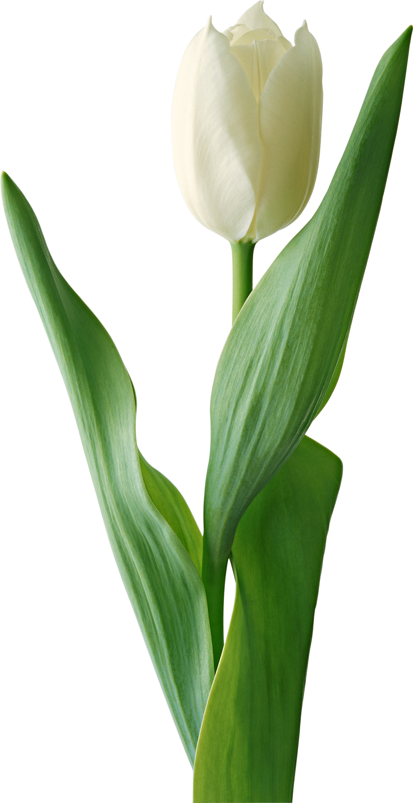 Download - White Tulip Flower Png (1429x2779)