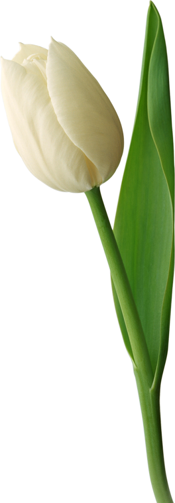 White Tulip Png Image - White Tulip Flower Png (358x1024)