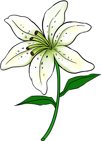 Easy Drawings - Lily Flower Drawing Easy (678x600)