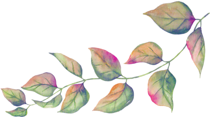 Floral Elements - Magnolia (500x337)