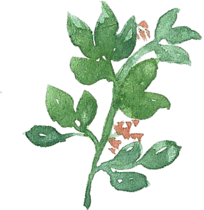 Leaf Colour Doodle Sisshart Watercolour Doodle - Bay Laurel (464x548)