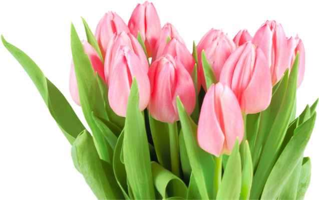 Pic Tulip Png Image - Pic Tulip Png Image (650x406)