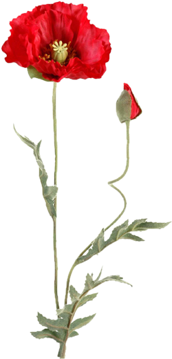 Hotdog Hu, Poppies, Blossoms, Doodles, Flowers, Doodle, - Papaver Tekening Png (279x571)