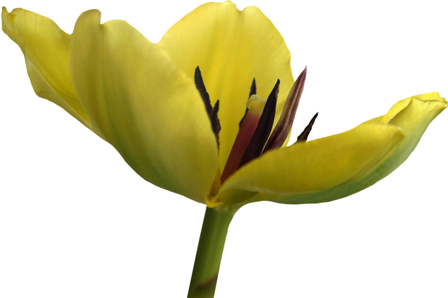 Tulip Png 12 By Thy Darkest Hour - Tulip (900x599)