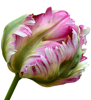 Tulip Blossom Bloom Parrot Tulip Isolated - Parrot Tulip (356x340)