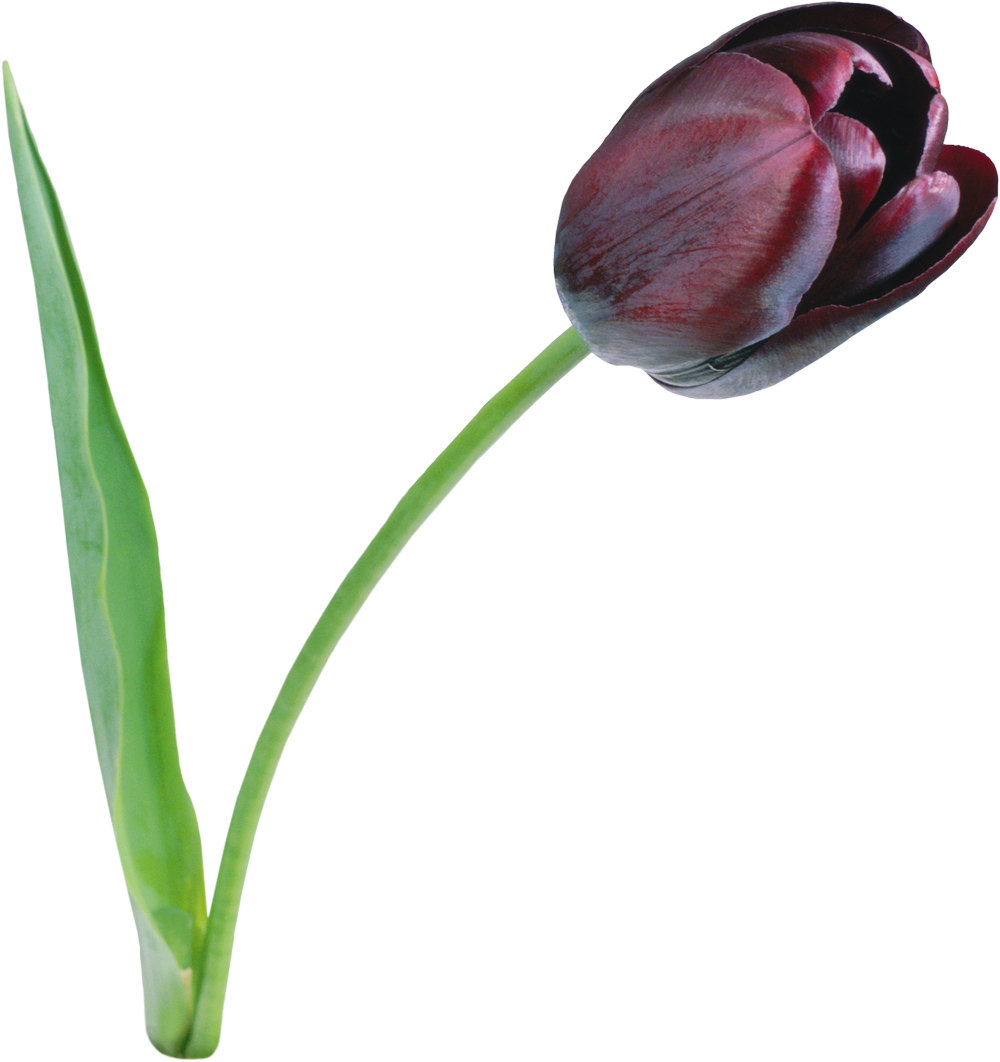 Download Amazing High-quality Latest Png Images Transparent - Black Tulip Png (1000x1062)