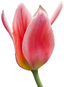 Blossom Bloom Flower Tulip Red White Isola - Sprenger's Tulip (510x340)